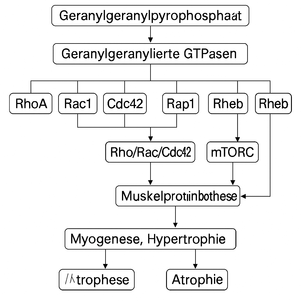 Einfluss von Geranylgeraniol auf Muskelbiosynthese